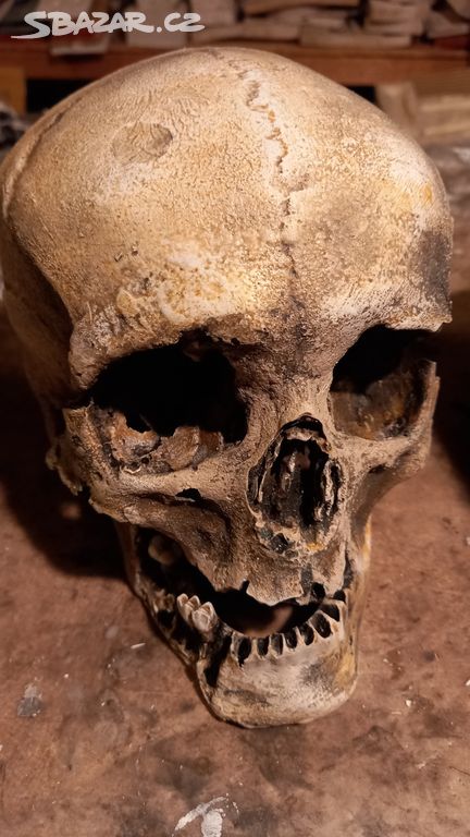 Lidská lebka muž human skull replica