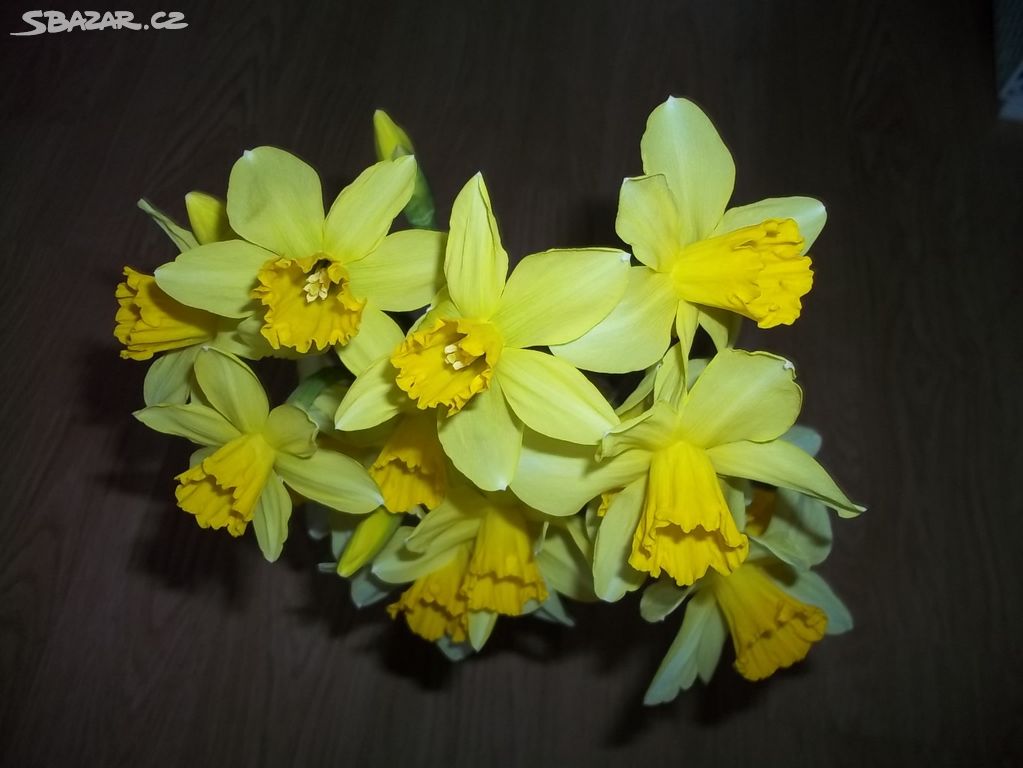 Květina - Cibulky narcisu