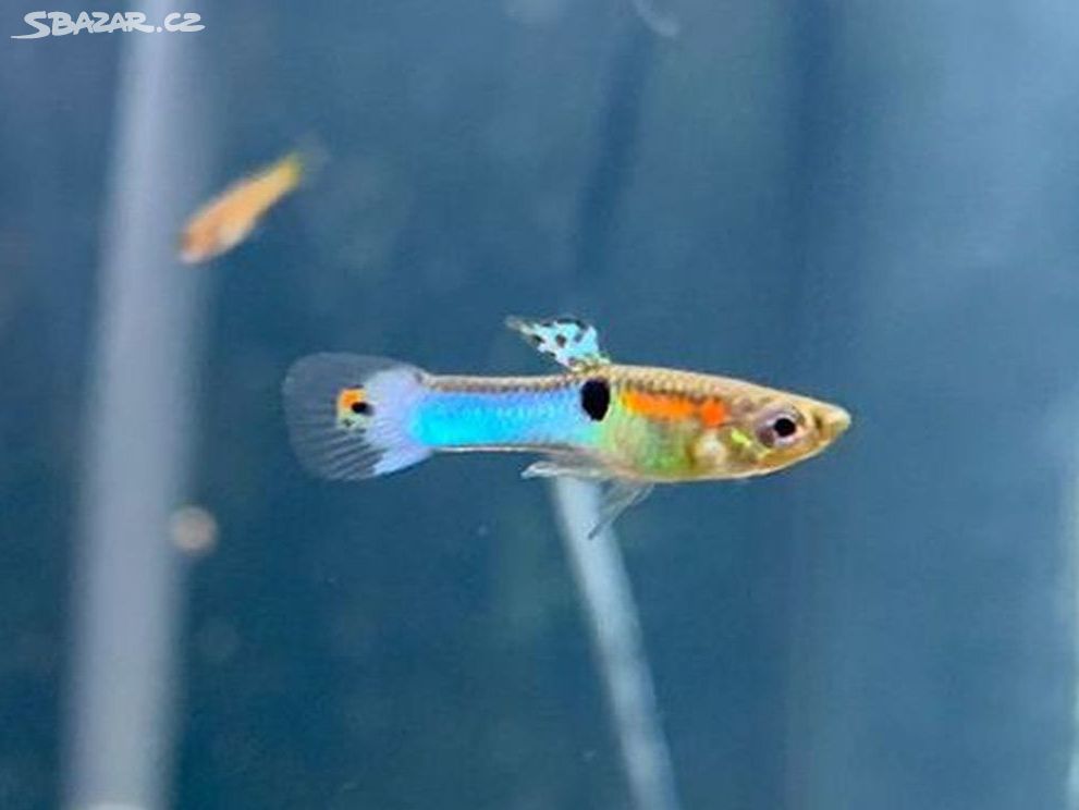 Akvarijní rybička Endlerka Blue (neonová)