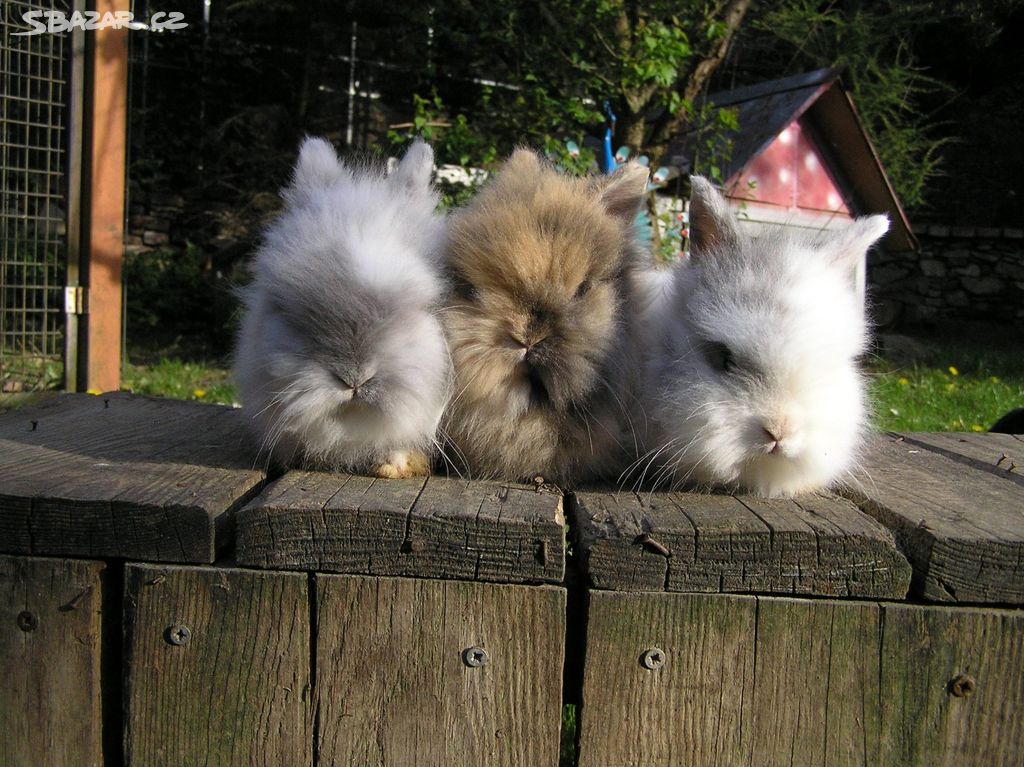 Zakrslí dlouhosrstí teddy králíčci mláďata
