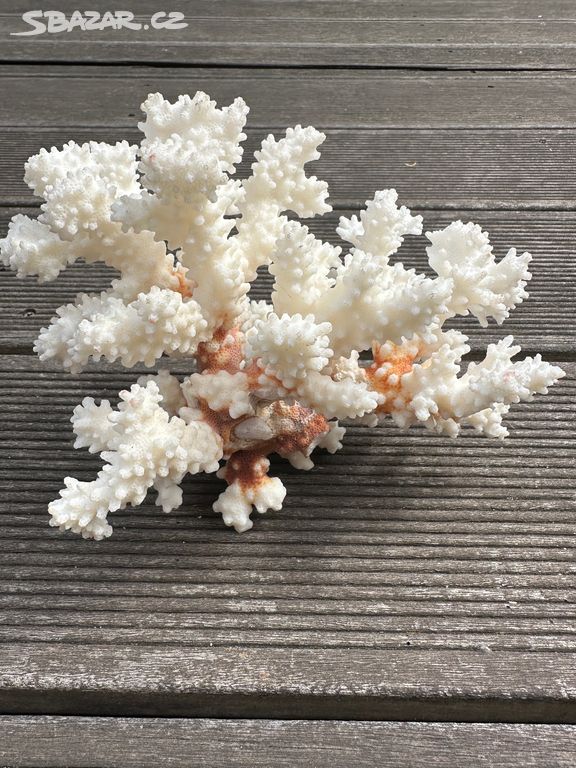 Mořský korál 2