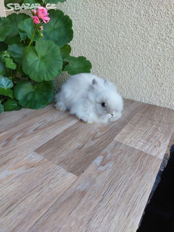 Zakrslý králík TEDDY - siamský sameček
