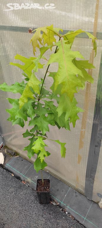 Dub bahenní (Quercus palustris) - 70 - 90 cm