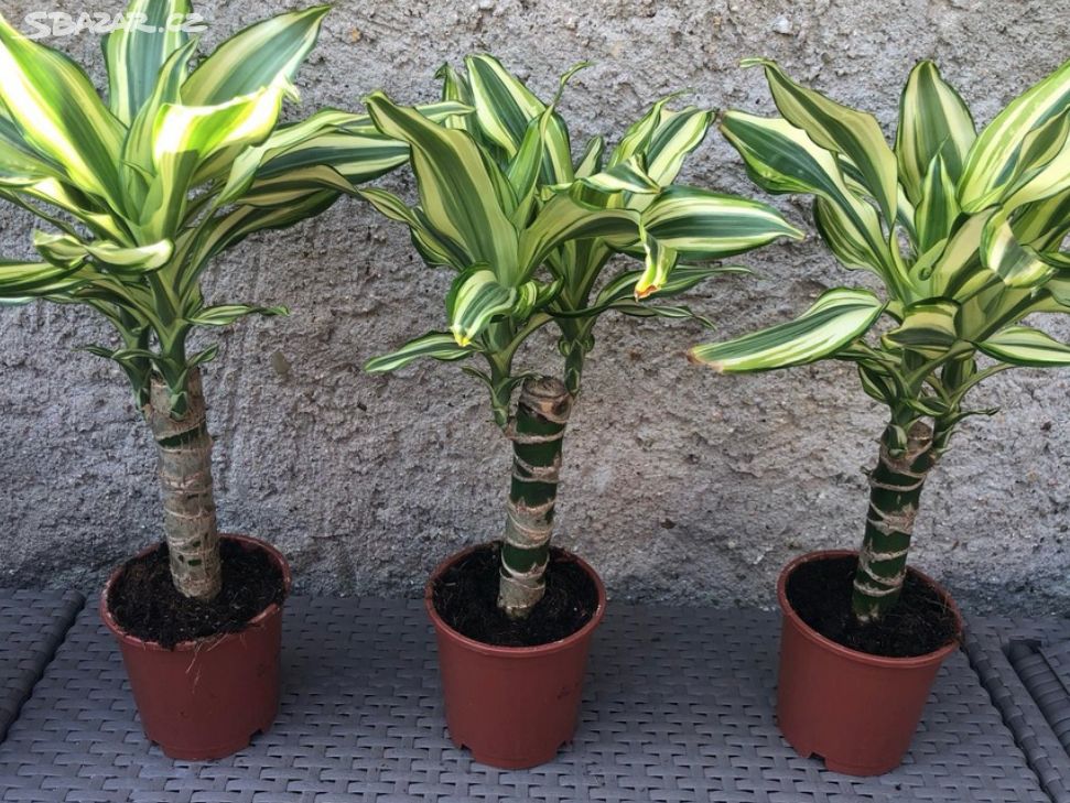 Dracena aurea ,,Yellow Coast "