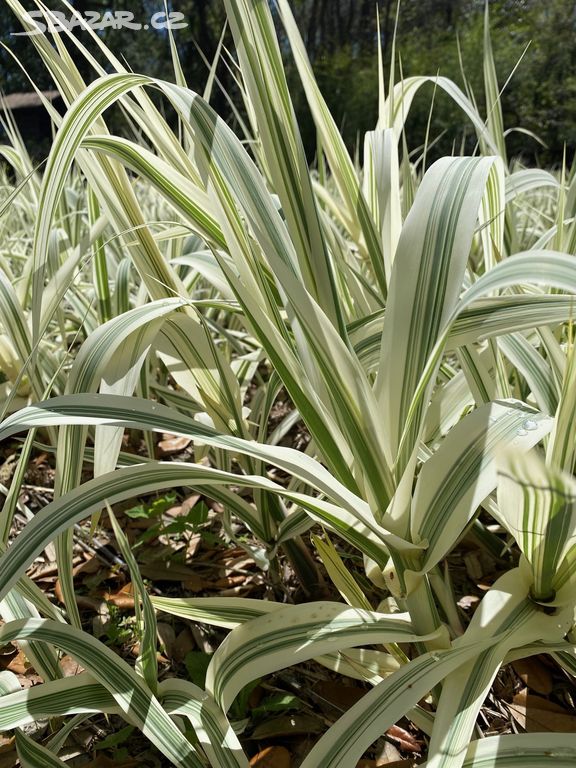 ARUNDO DONAX PANAŠOVANÝ