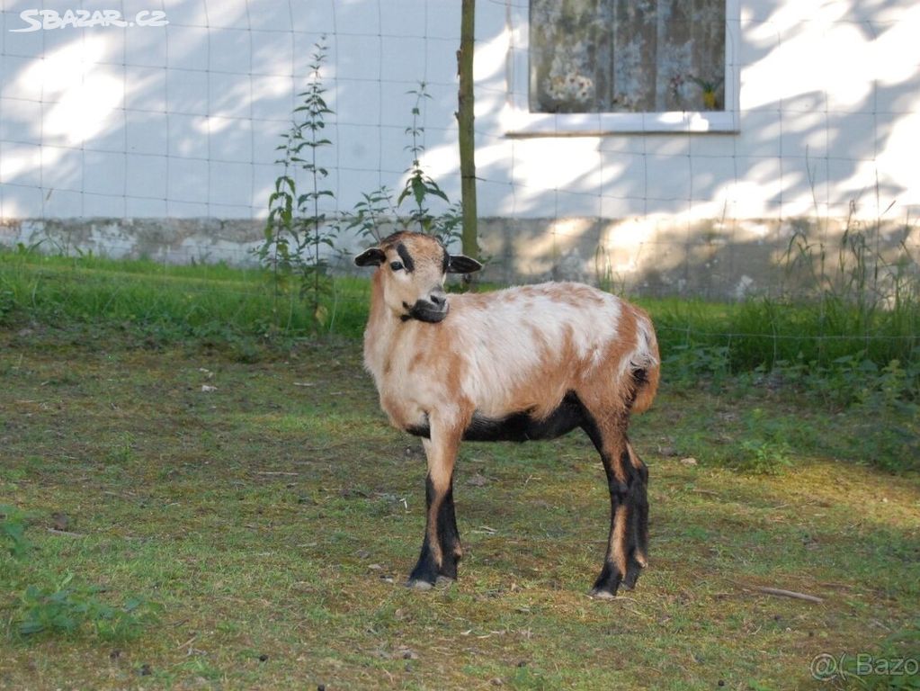 Kamerunské ovce