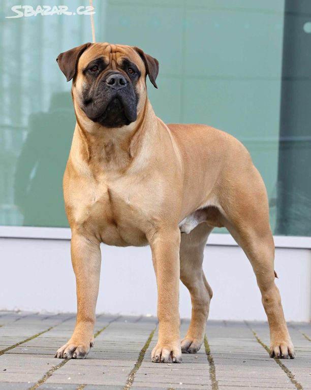 Bullmastiff s PP ke krytí