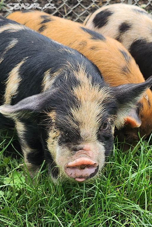 KUNE KUNE novozélandské pastevní prasátko