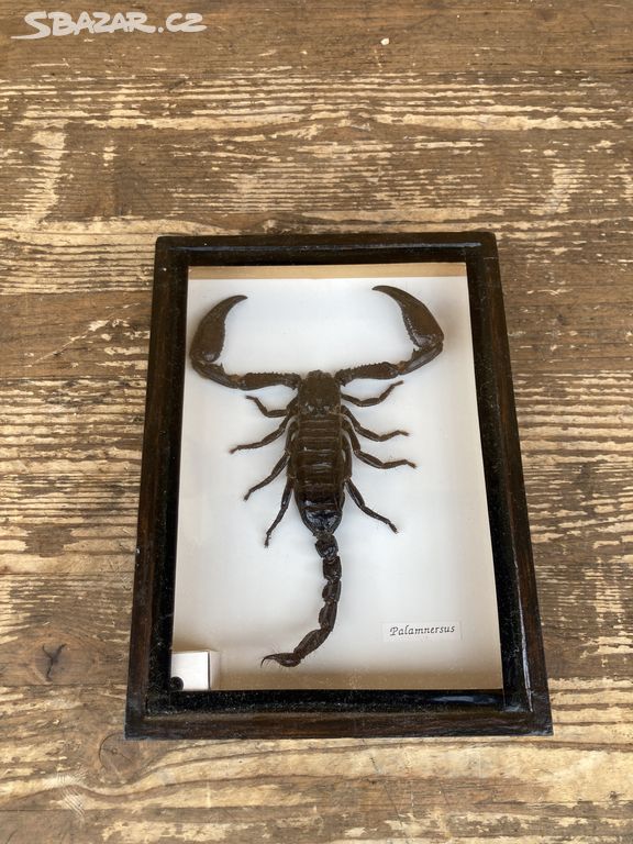 Škorpion - zarámovaný