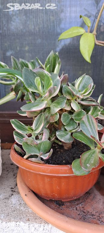 Crassula Ovata Varriegata