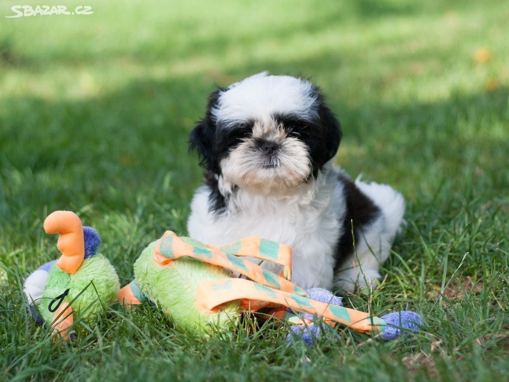 Shih-Tzu štěňatka (shi tzu, si-tzu, shitzu, si-cu)