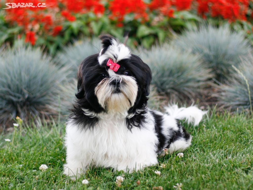 Shih-Tzu štěňatka (shi tzu, si-tzu, shitzu, si-cu