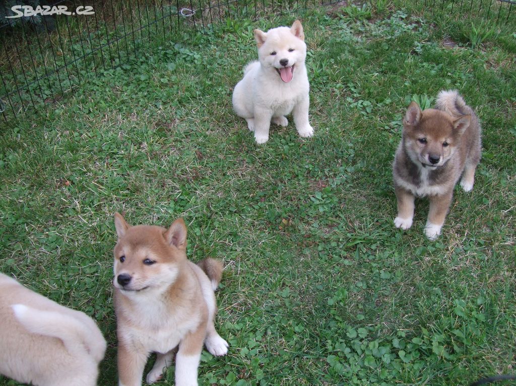 Shiba inu bez PP