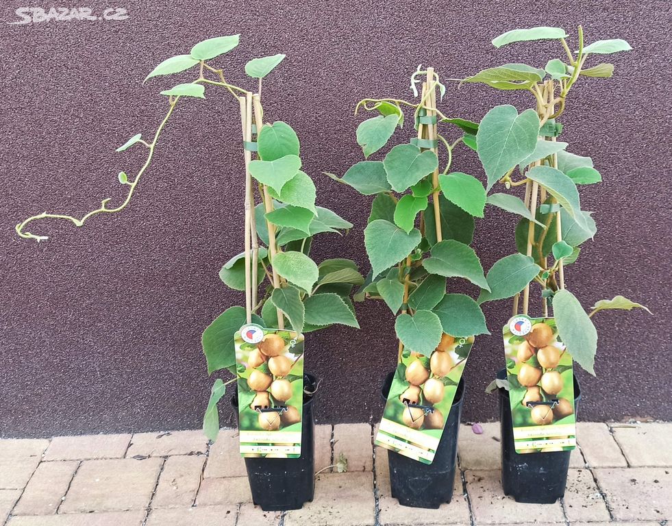 Kiwi Solo (Actinidia deliciosa Solo) - 50 - 60 cm