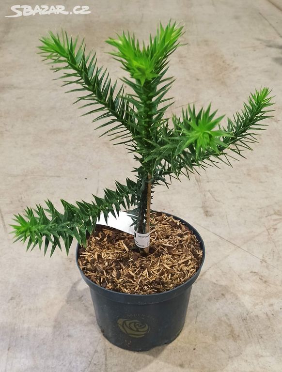 Blahočet čilský (Araucaria araucana) - 30 cm