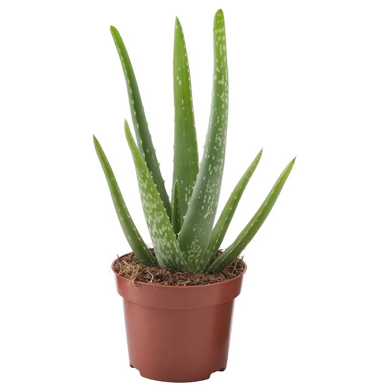 Aloe vera