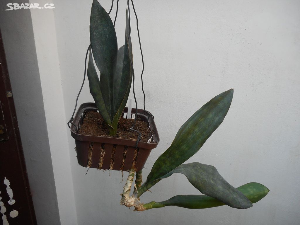 Sansevieria grandis Hook.