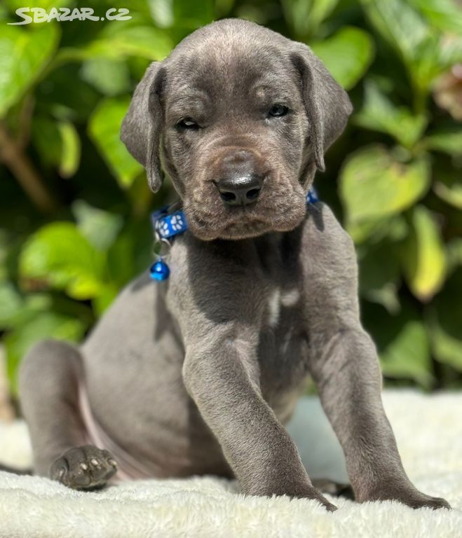 Německá doga - Claudius Blue Hradecká hvězda