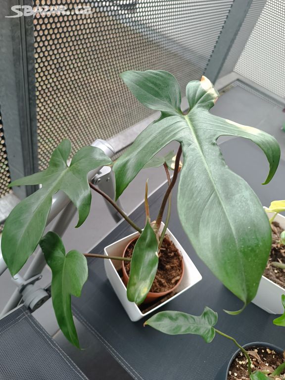 Philodendron Florida