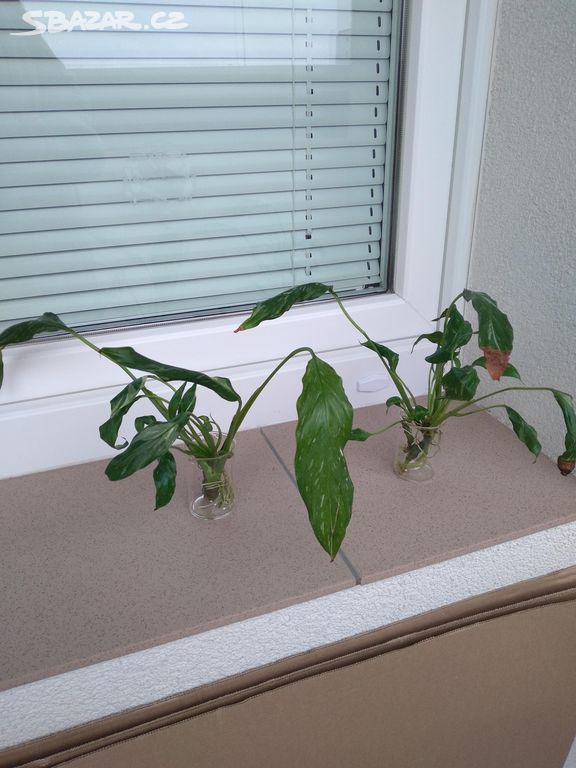 Spathiphyllum Diamond variegata