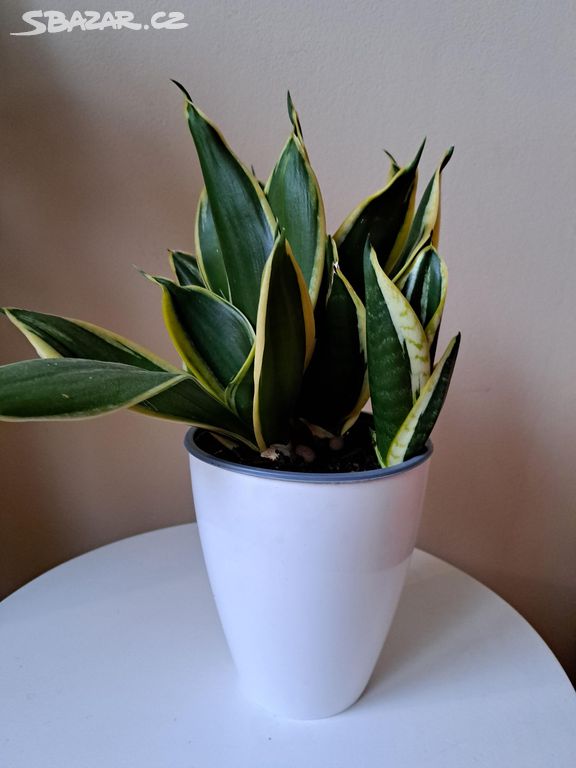 Sansevieria