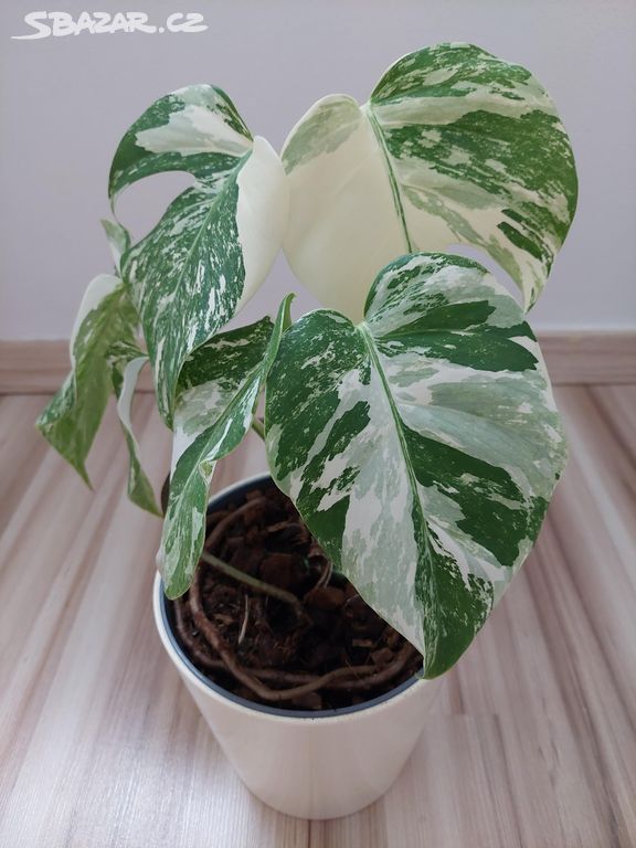 Monstera variegata