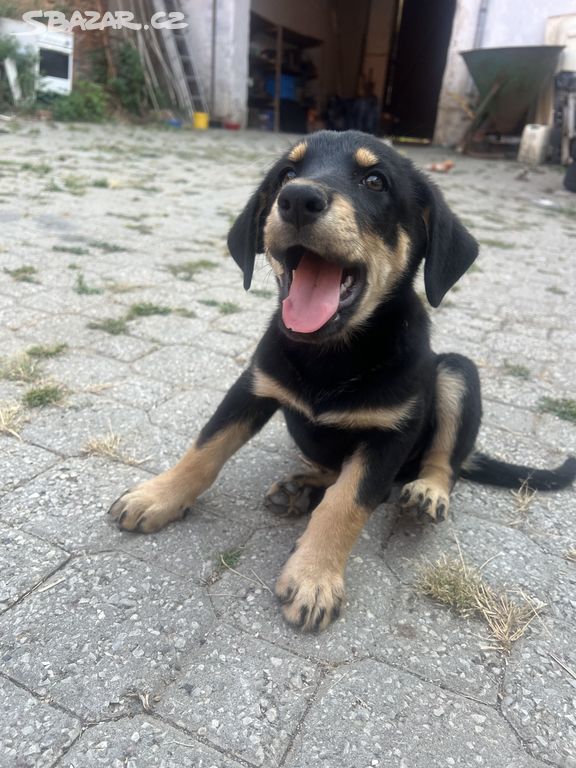 Fenka křížence německého ovčáka a labradora