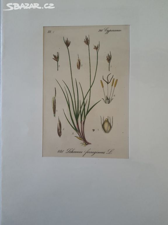 Botanická ilustrace / obrázek