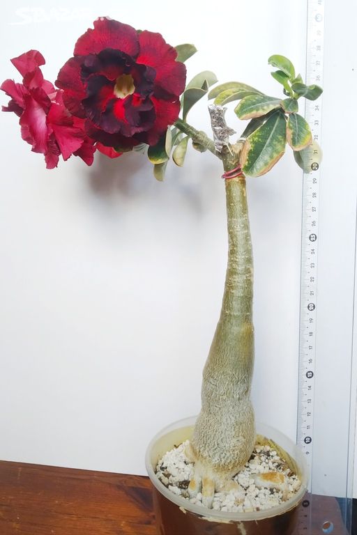 pouštní růže Adenium obesum 3v1 (Black Dragon + 2)