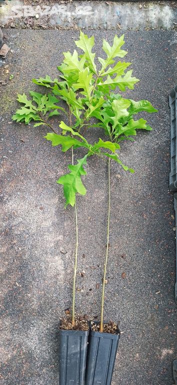 Dub bahenní (Quercus palustris) - 60 - 70 cm