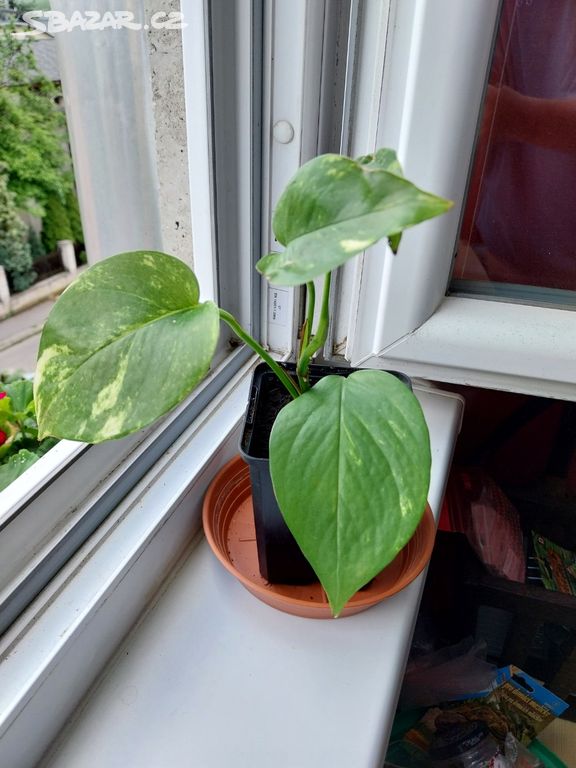 Šplhavnice -krásná popínavá pokojová rostlina
