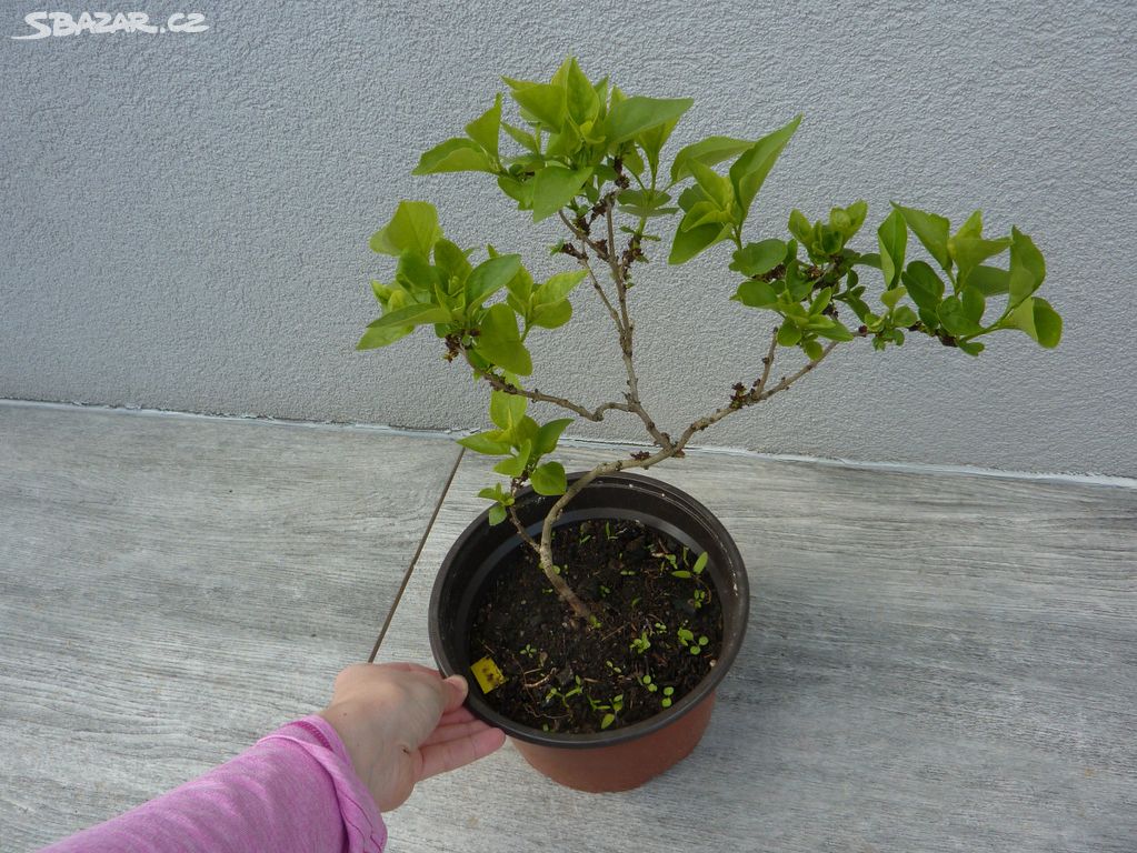 Bílý šeřík - bonsai bonsaj
