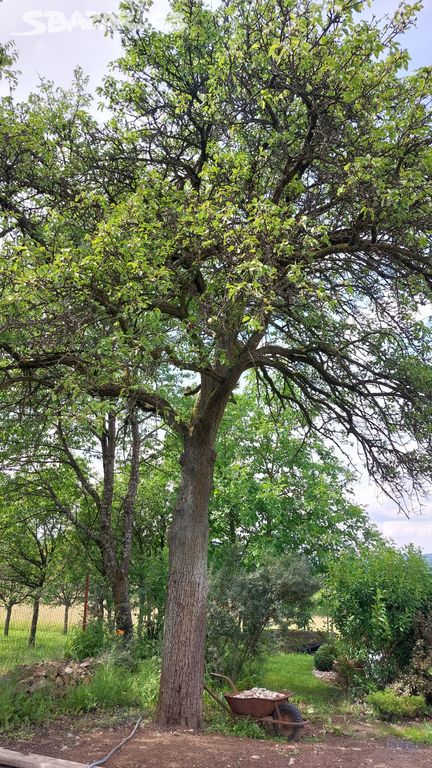 hruška strom dřevo