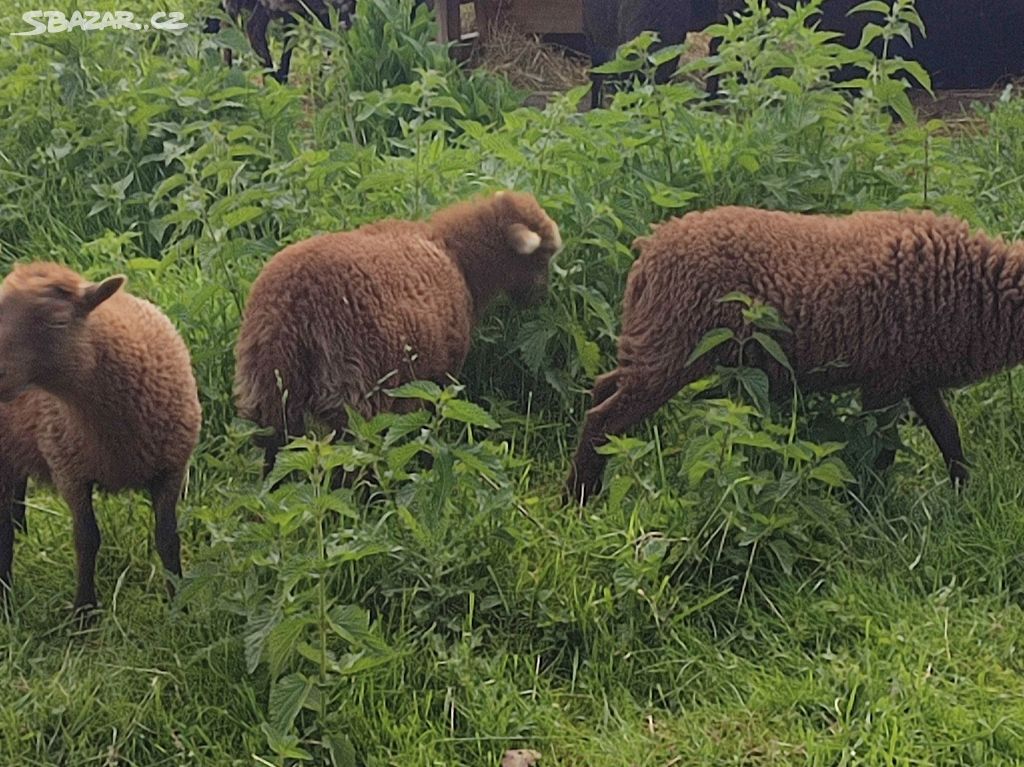 Quessantske ovečky - jehničky