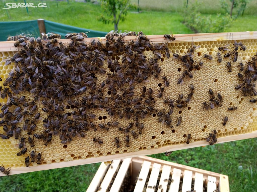 včelí oddělky Langstroth
