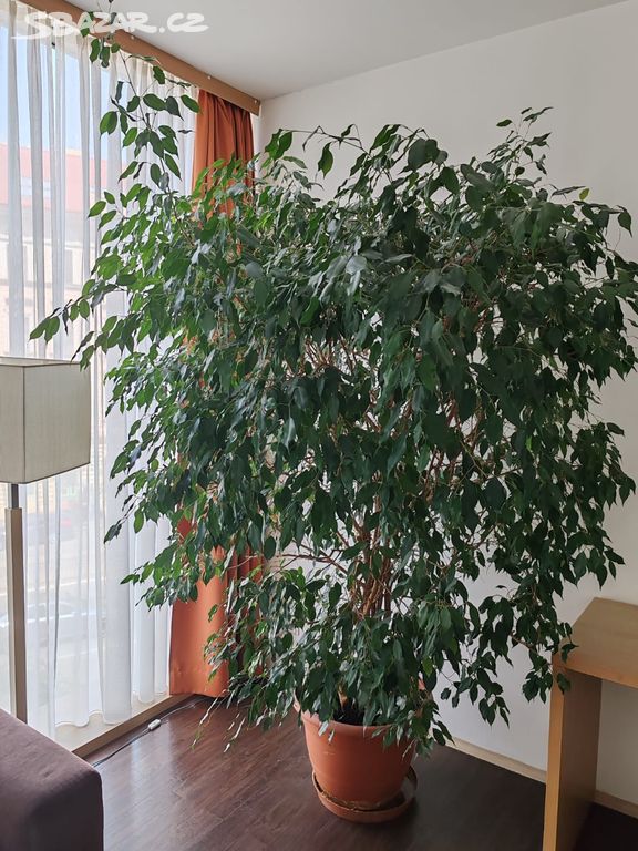 Ficus Benjamin cca 2,30