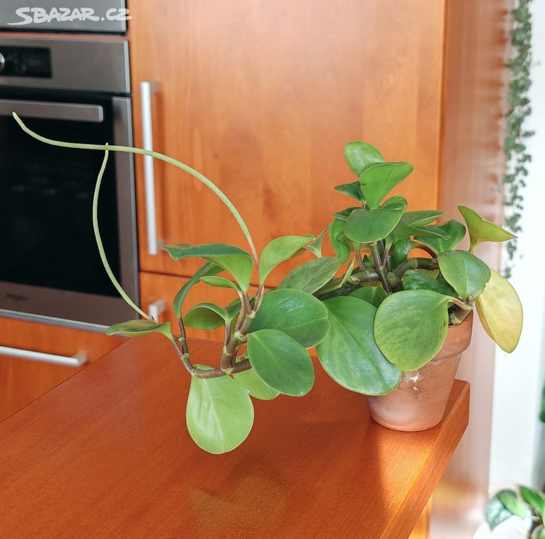 Peperomia Obtusifolia květina