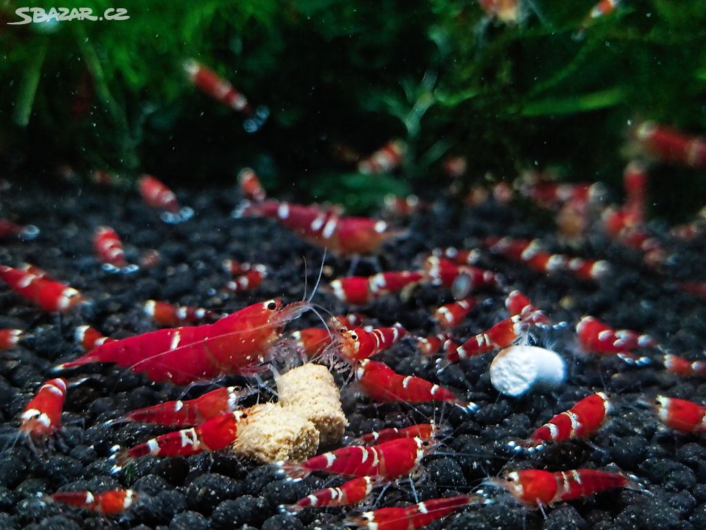 Krevetky Neocaridina a Caridina