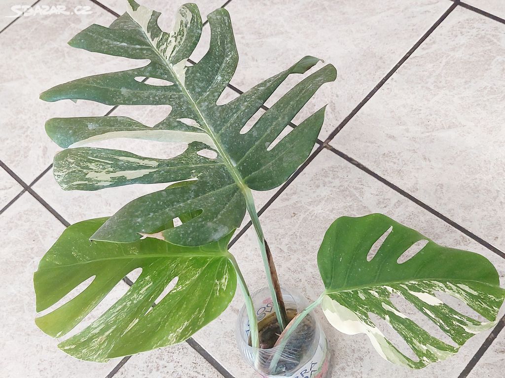 Monstera Albo Variegata