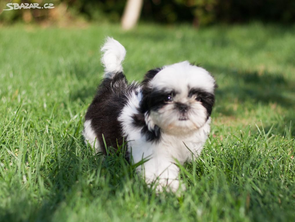 Shih-Tzu štěňatka (shi tzu, si-tzu, shitzu, si-cu)