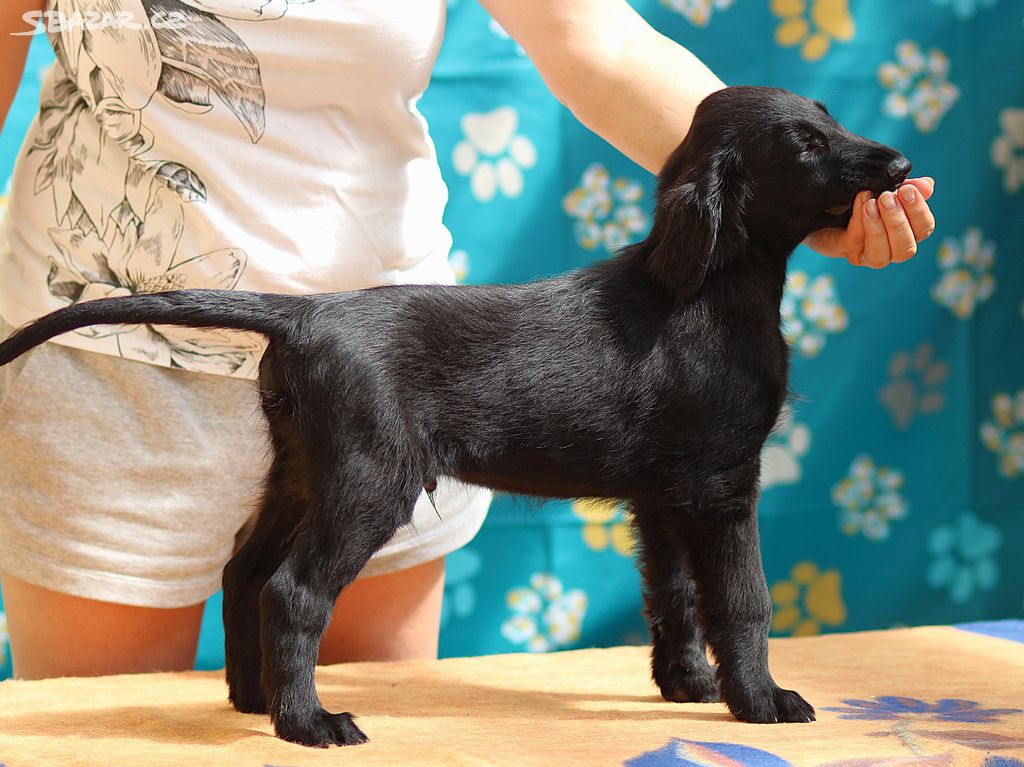 Flat coated retriever - pejsek s PP