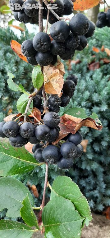 Aronia - Černý jeřáb