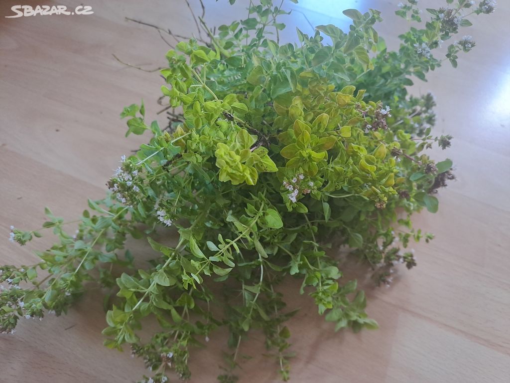 Oregano, da se pouzit i na misto majoranky svazek