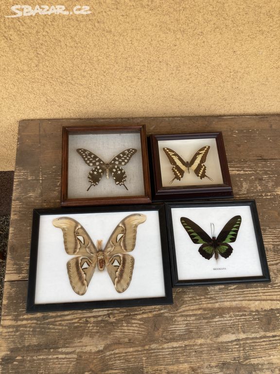 4x Motýl - zarámovaný