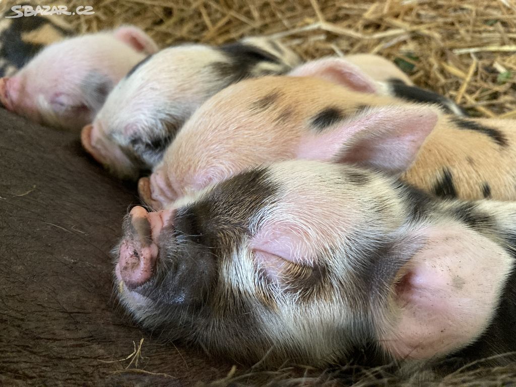 SELATA KUNE KUNE (SVIŇKY DO CHOVU ČI PRO RADOST)