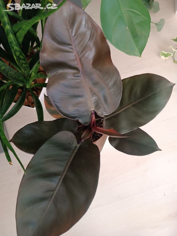 Philodendron Black Cardinal