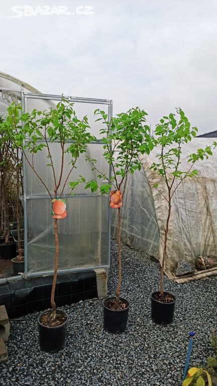Kaki - tomel (Diospyros kaki) odrůdy - 160-170 cm