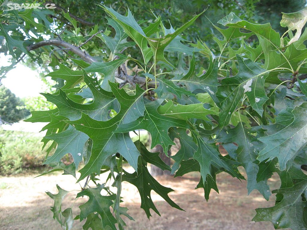 Dub bahenní (Quercus palustris) - 100 - 120 cm