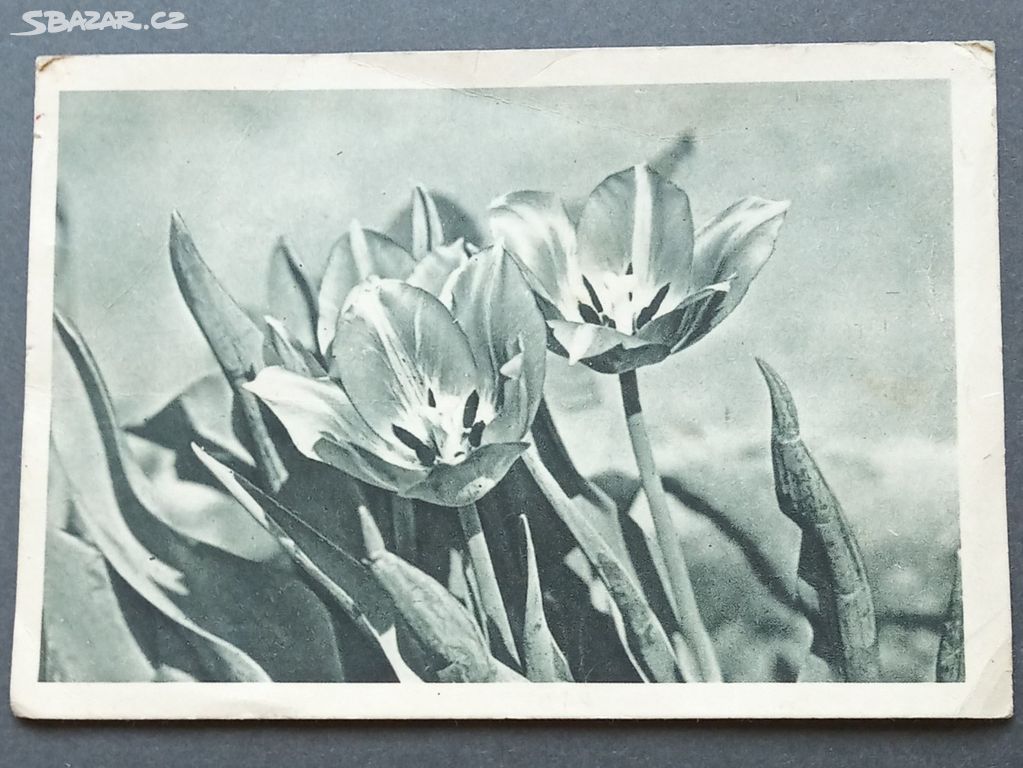 stará pohlednice tulipány