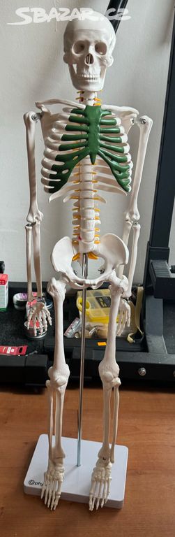 Mini model lidske kostry